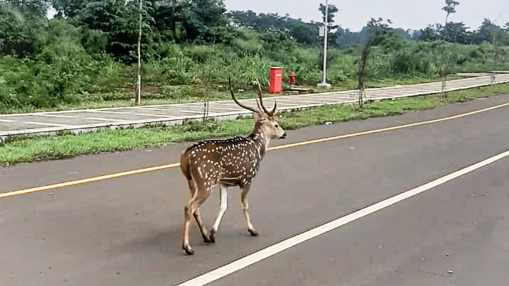 UIII’s Wild Deer and a Colonial Past